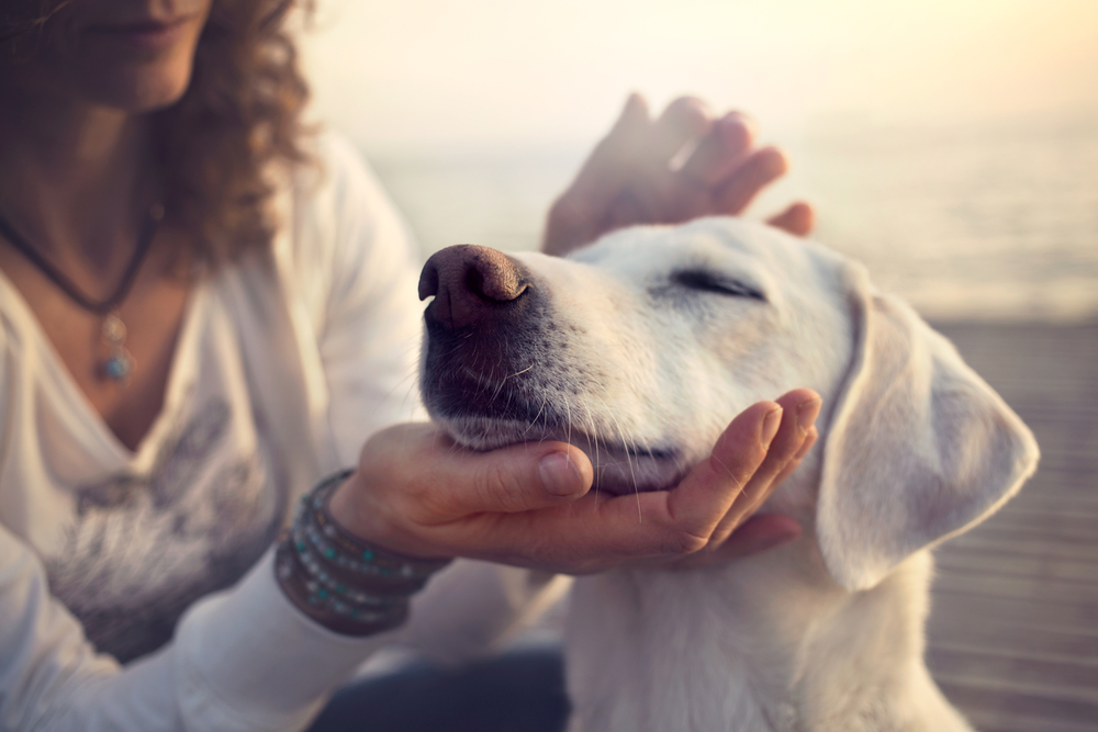 Tierkrankenversicherung Hund