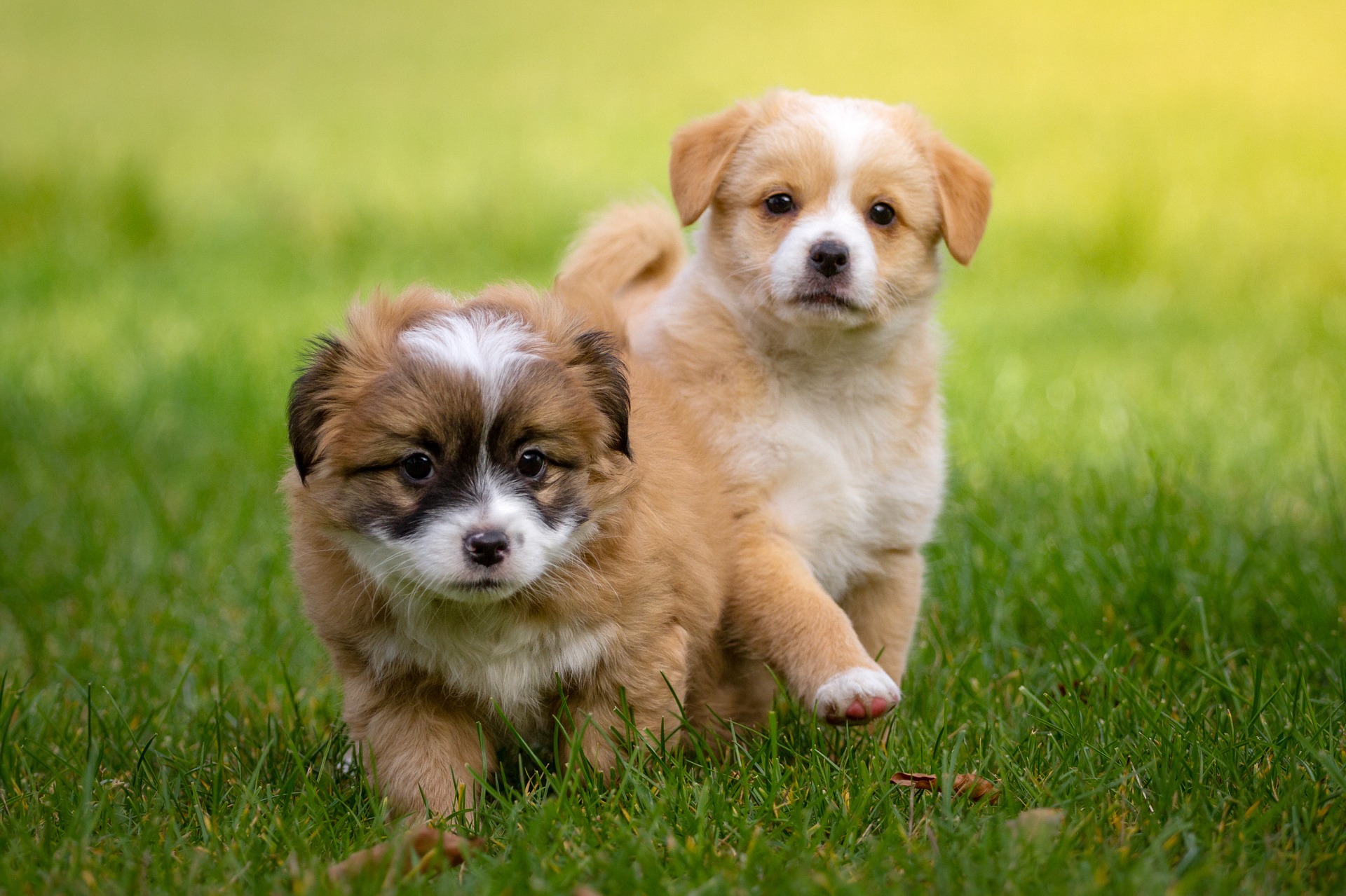 //krankenversicherung-fuer-tiere.de/wp-content/uploads/2018/02/Tierbabys-1134504_1920.jpg