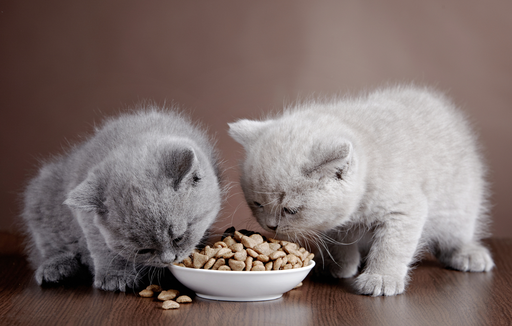//krankenversicherung-fuer-tiere.de/wp-content/uploads/2018/02/katzen_125776931.jpg