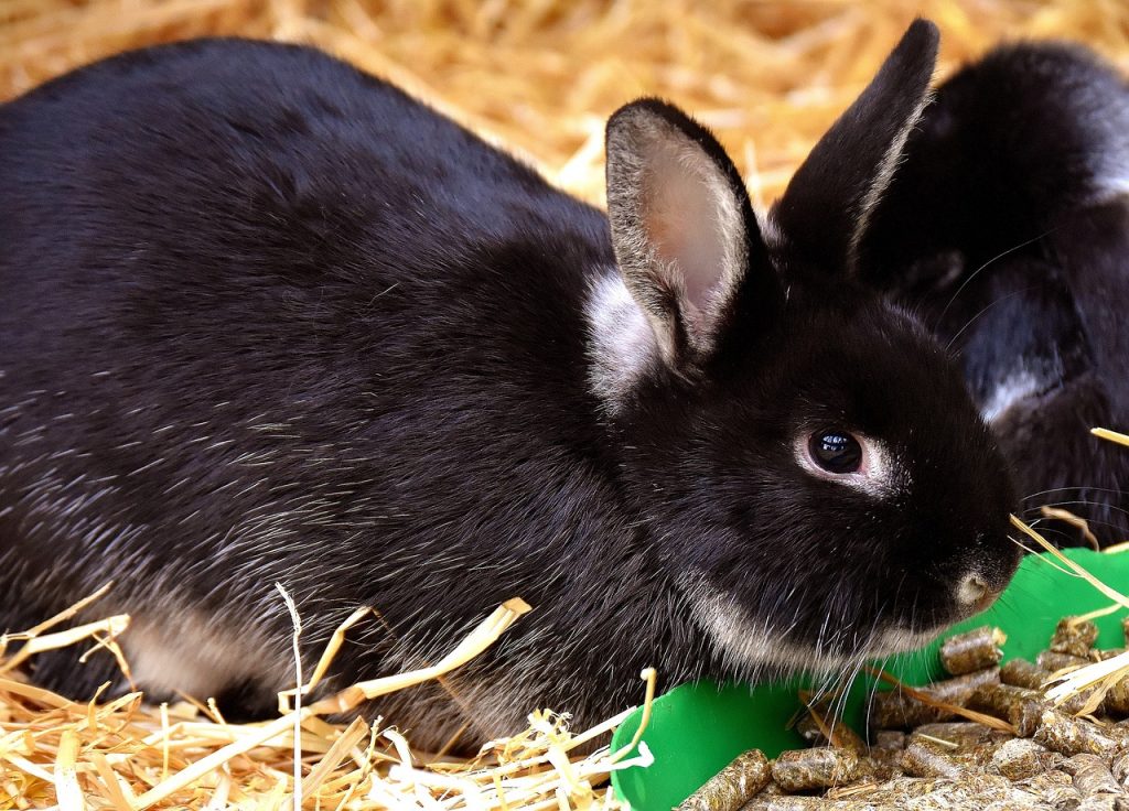 Kaninchen | Krankenversicherung Für Tiere