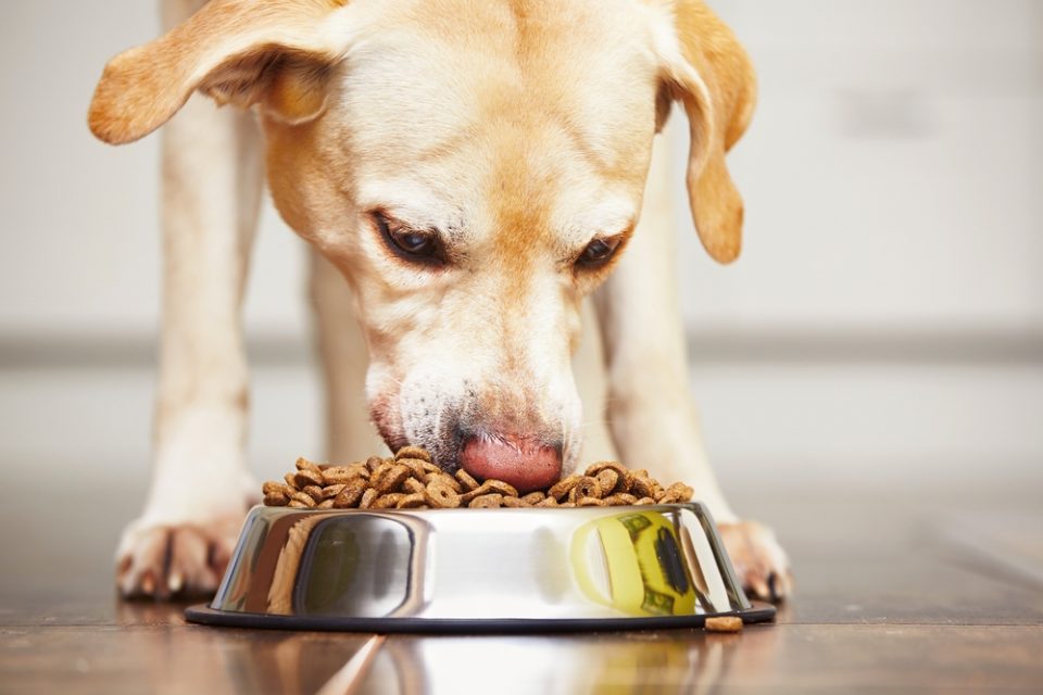 Häufige Krankheiten Hunde