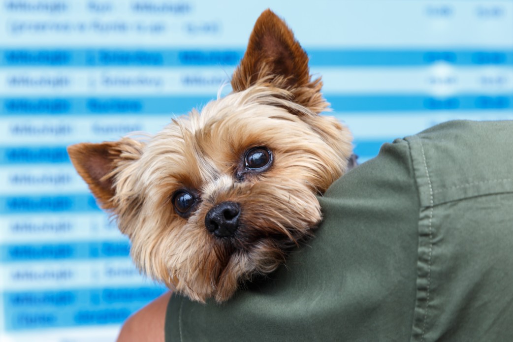 Die optimale Krankenversicherungen für Yorkshire Terrier Krankenversicherung für Tiere