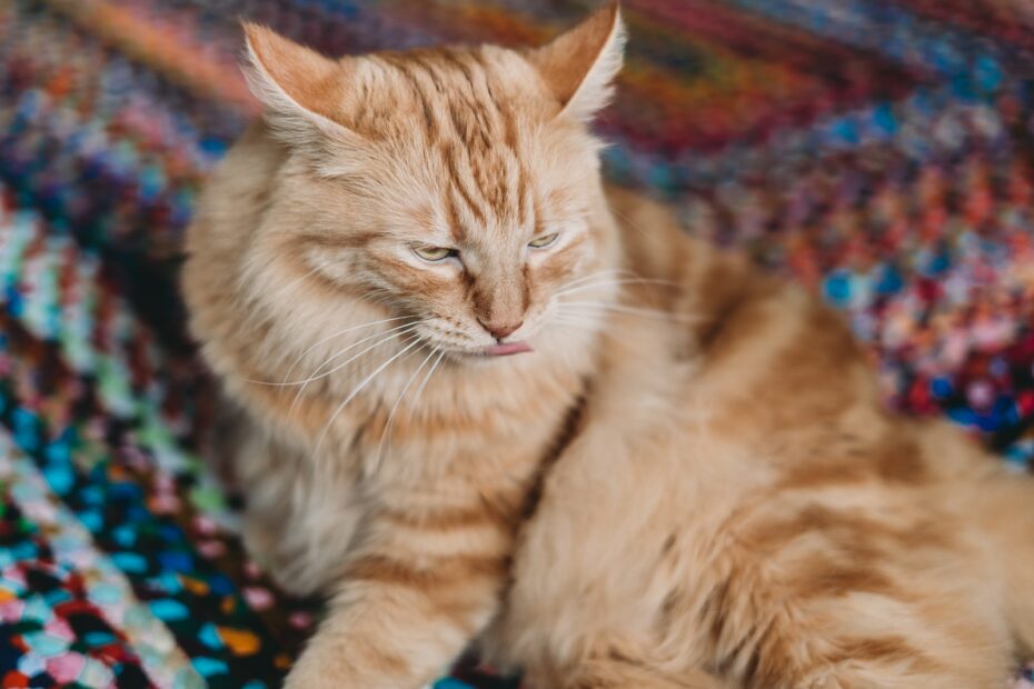 Von Diabetes bis Leukämie: Verbreitete Krankheiten bei Katzen