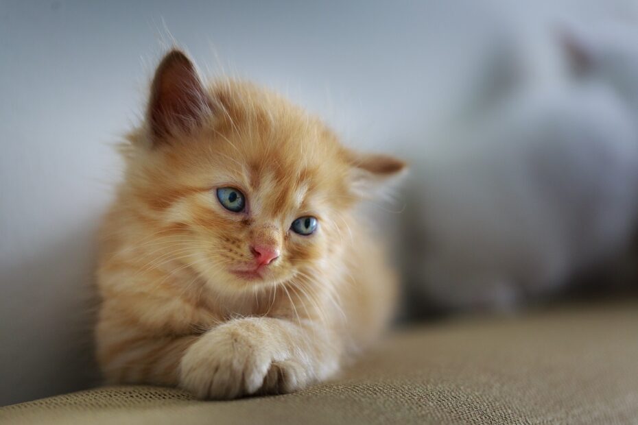 Kleine Katze, Große Probleme: Ein Einblick in Häufige Katzenkrankheiten