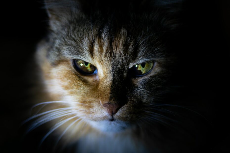Bekämpfung von Krankheiten bei Katzen: Ein Praktischer Ratgeber