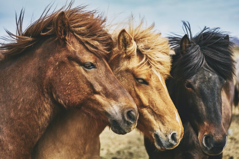 Krankheiten bei Rindern, Pferden und Co.: Wichtige Informationen für Tierhalter