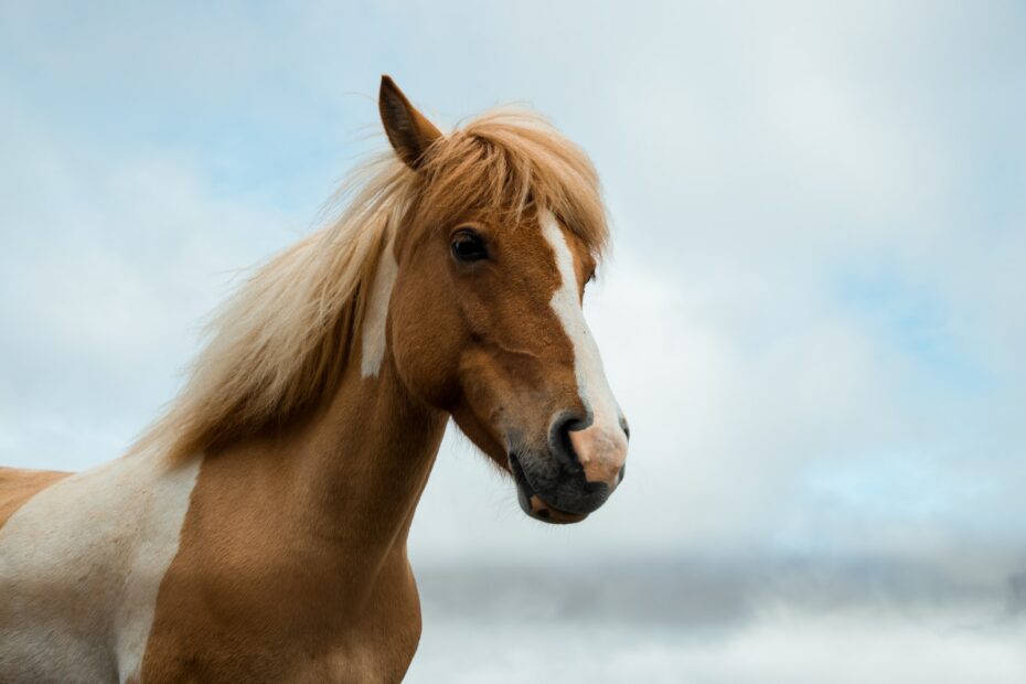 Die Top Ten der Krankheiten bei Pferden: Ursachen, Symptome und Prävention
