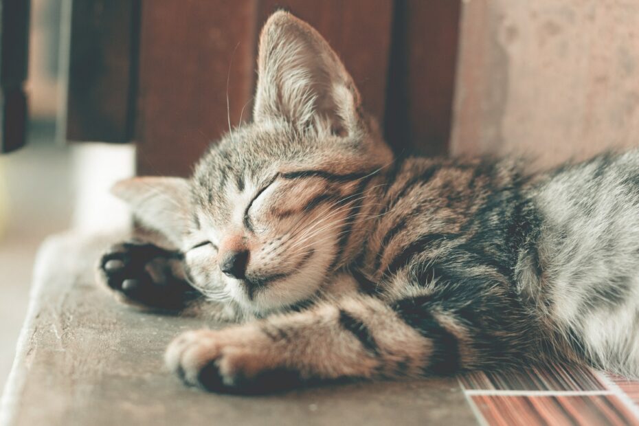 Infektionskrankheiten bei Katzen: Vorbeugung und Behandlung für ein gesundes Leben
