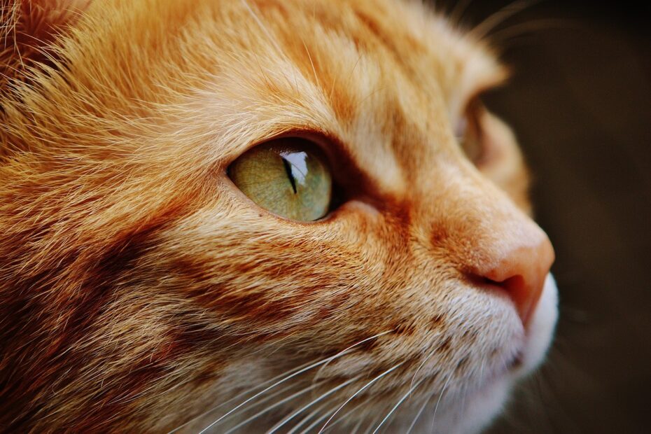Gehirnerkrankungen bei Katzen: Symptome und Pflege für unsere geliebten Vierbeiner