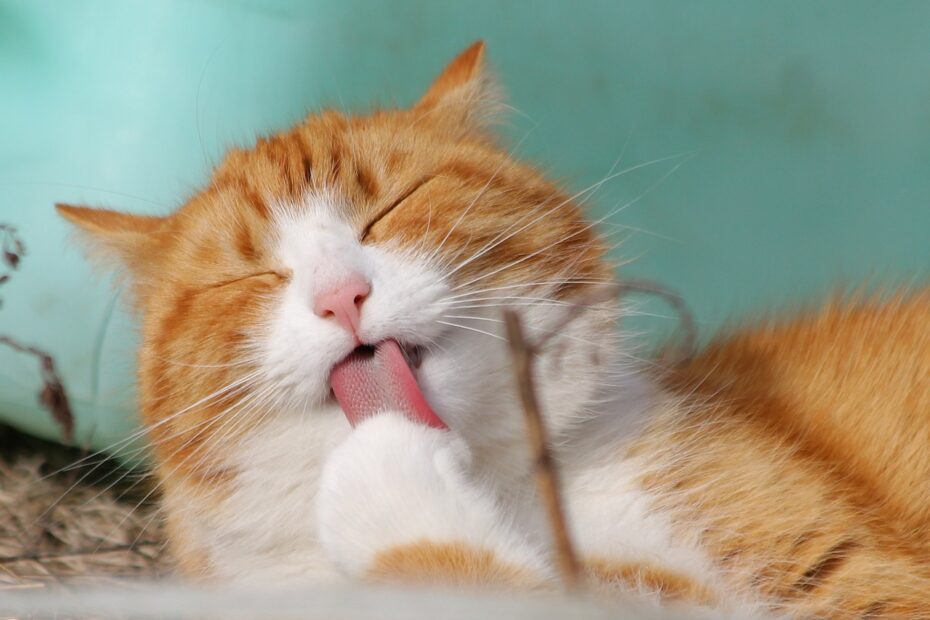 Verdauungsprobleme bei Katzen: Diagnose und Pflege - Tipps für ein gesundes Katzenmagen