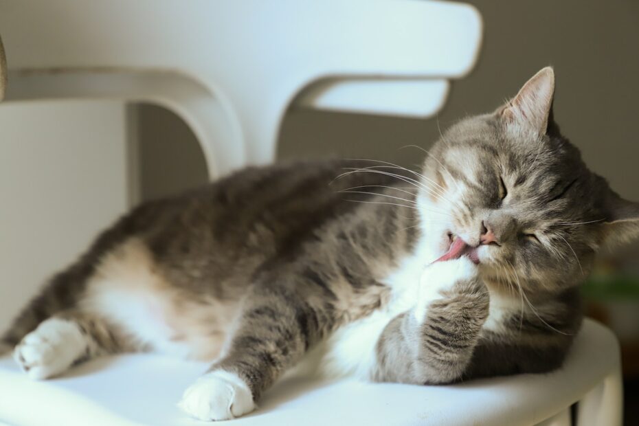 Atemwegserkrankungen bei Katzen: Prävention und Pflege