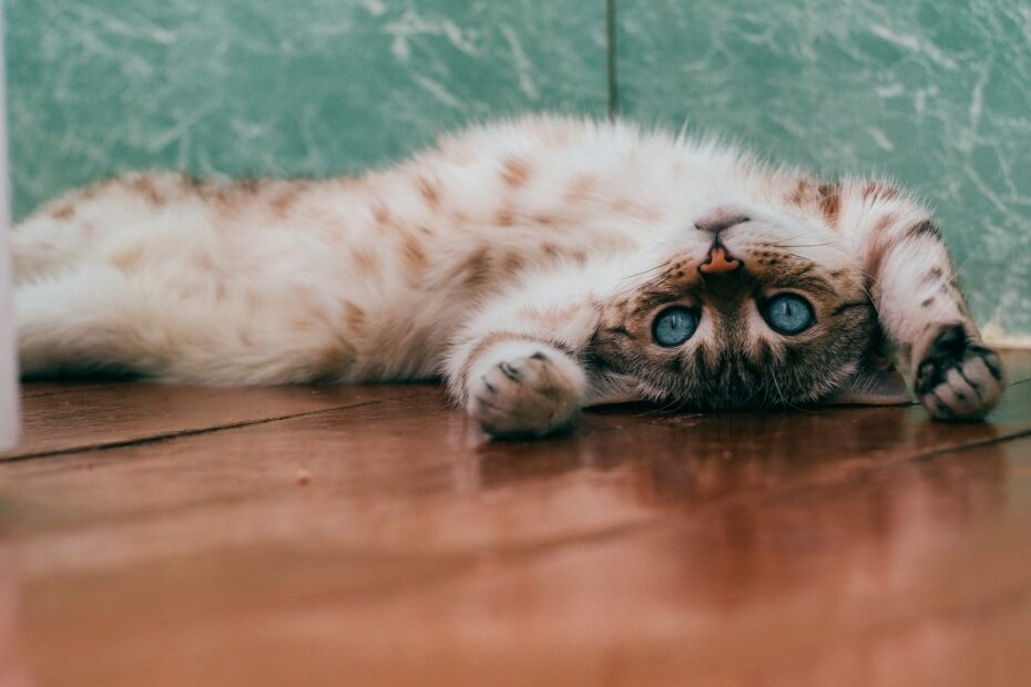Harnwegserkrankungen bei Katzen: Symptome und Behandlung – Ein Leitfaden für besorgte Katzenbesitzer