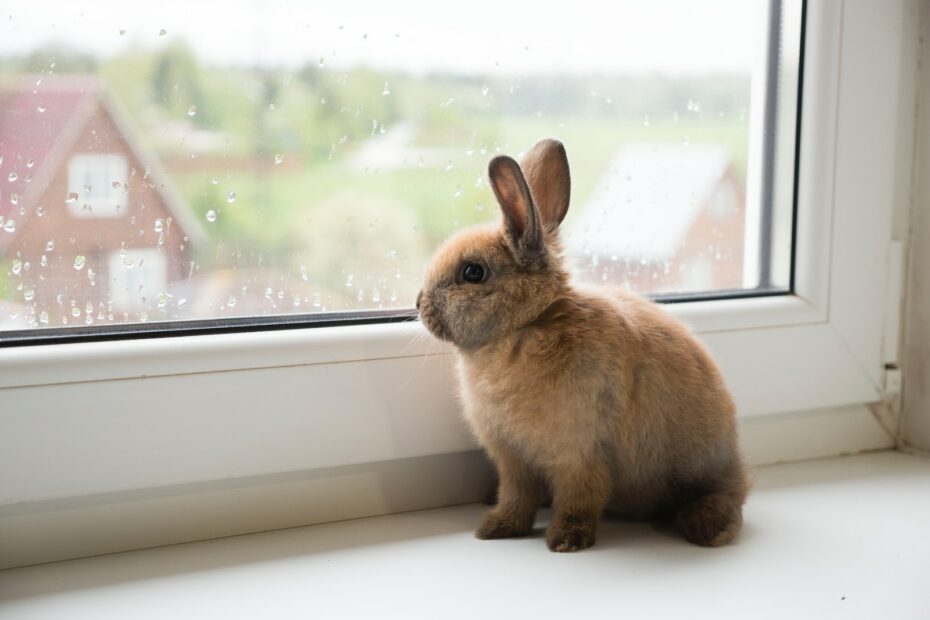 Infektionskrankheiten bei Kaninchen: Eine Studie - Wichtige Erkenntnisse und Präventionsmaßnahmen