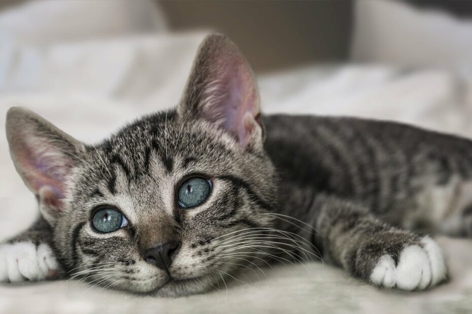 Entzündliche Darmerkrankungen bei Katzen: Diagnose und Therapie
