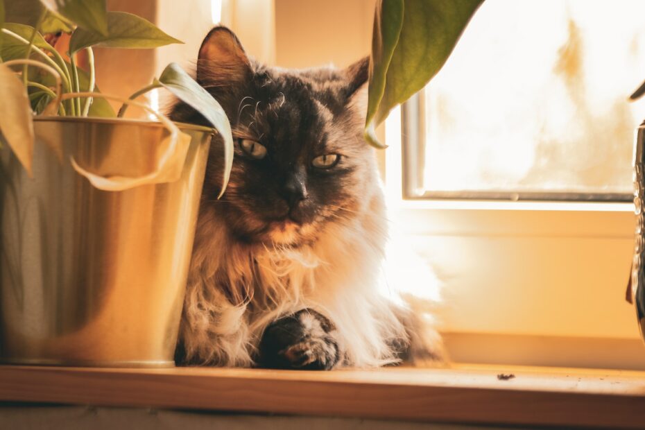 Stressabbau bei katzenkranken Katzen: Tipps und Tricks zur Beruhigung und Entspannung
