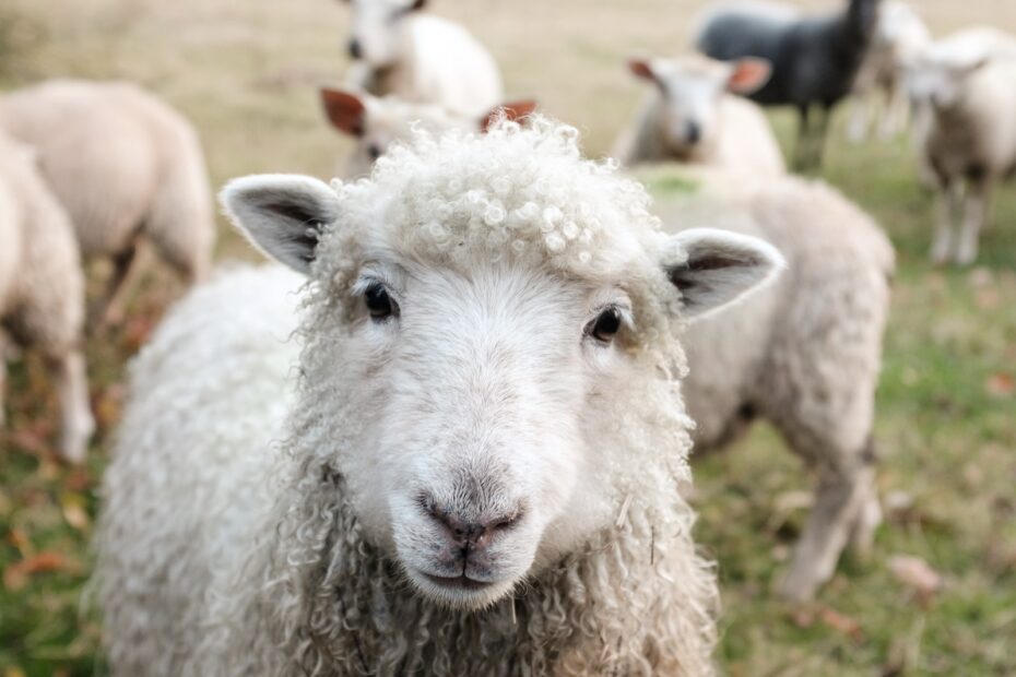 Die Welt der Wiederkäuer: Häufige Krankheiten bei Schafen und Rindern
