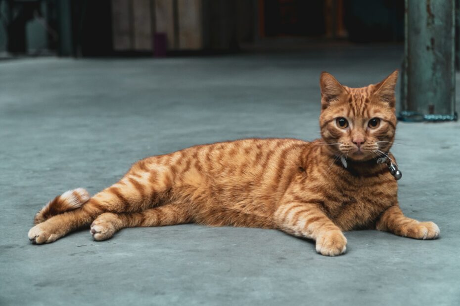 Magenprobleme bei Katzen: Diagnose und Pflege – Tipps zur Gesundheit deiner Samtpfote