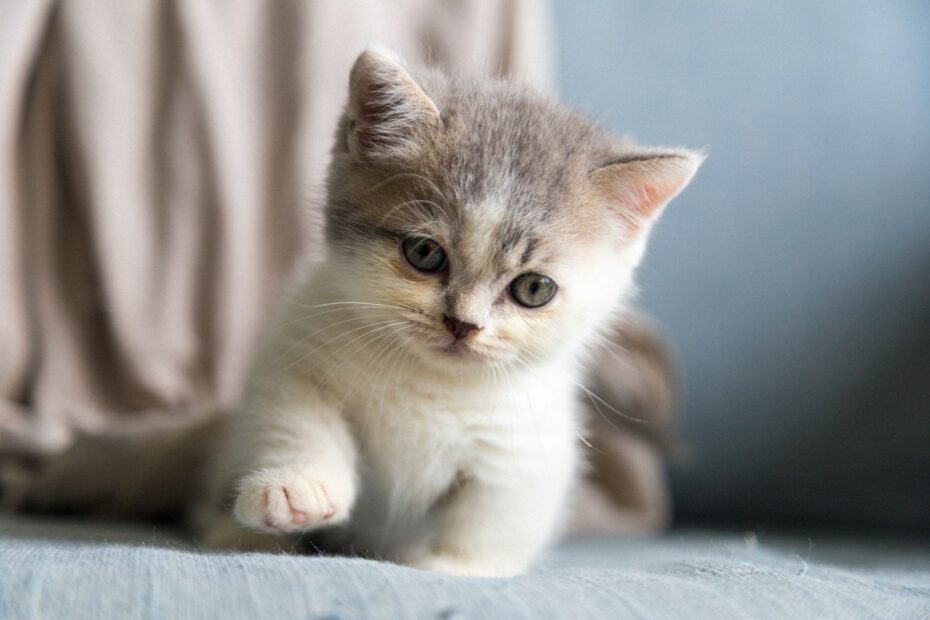 Schilddrüsenerkrankungen bei Katzen: Alles, was Katzenhalter wissen sollten