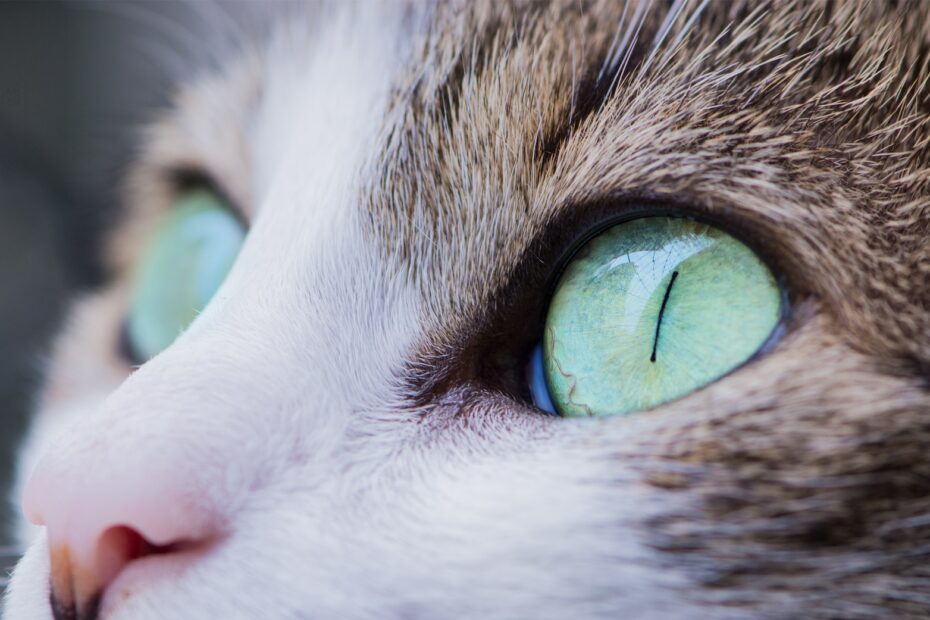Augenkrankheiten bei Katzen: Symptome, Pflege und Vorbeugung