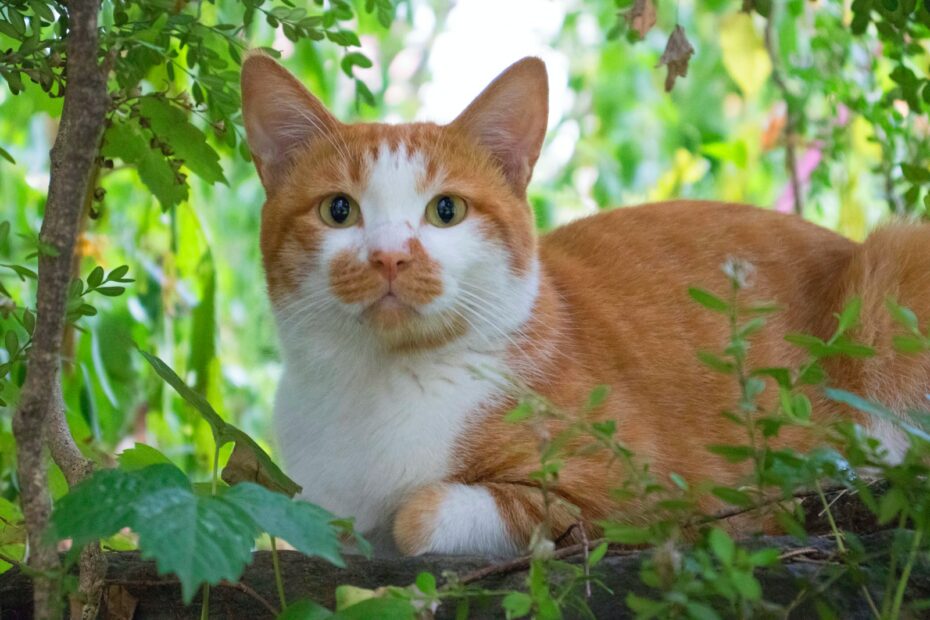 Herzprobleme bei Katzen: Erkennen und Handeln - Tipps für besorgte Katzenbesitzer