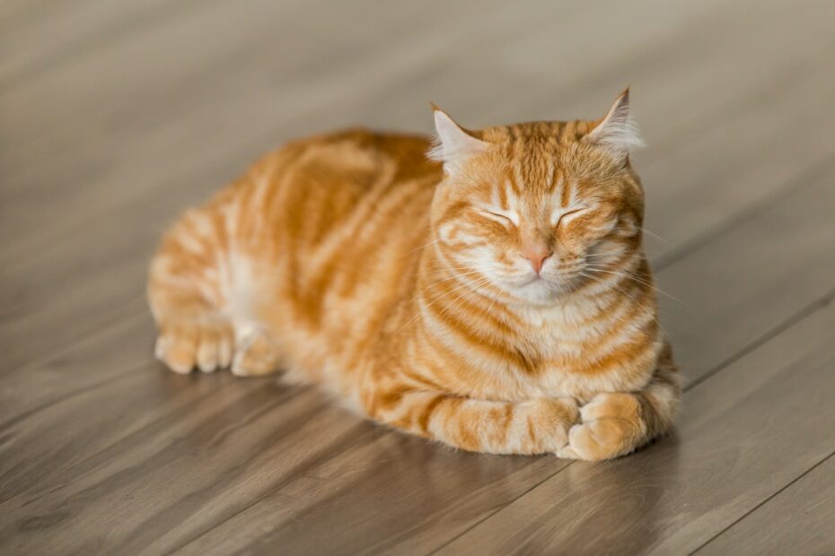 Herzkrankheiten bei Katzen: Symptome und Behandlung – Ein Leitfaden für Katzenbesitzer