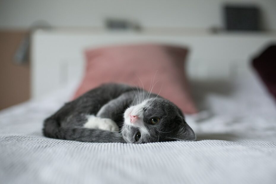 Gesunde Ernährung für katzenkranke Katzen: Tipps zur optimalen Fütterung