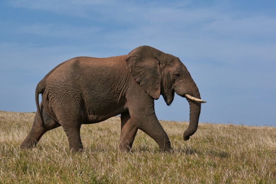 Gesundheitsrisiken bei Elefanten: Was Sie wissen sollten