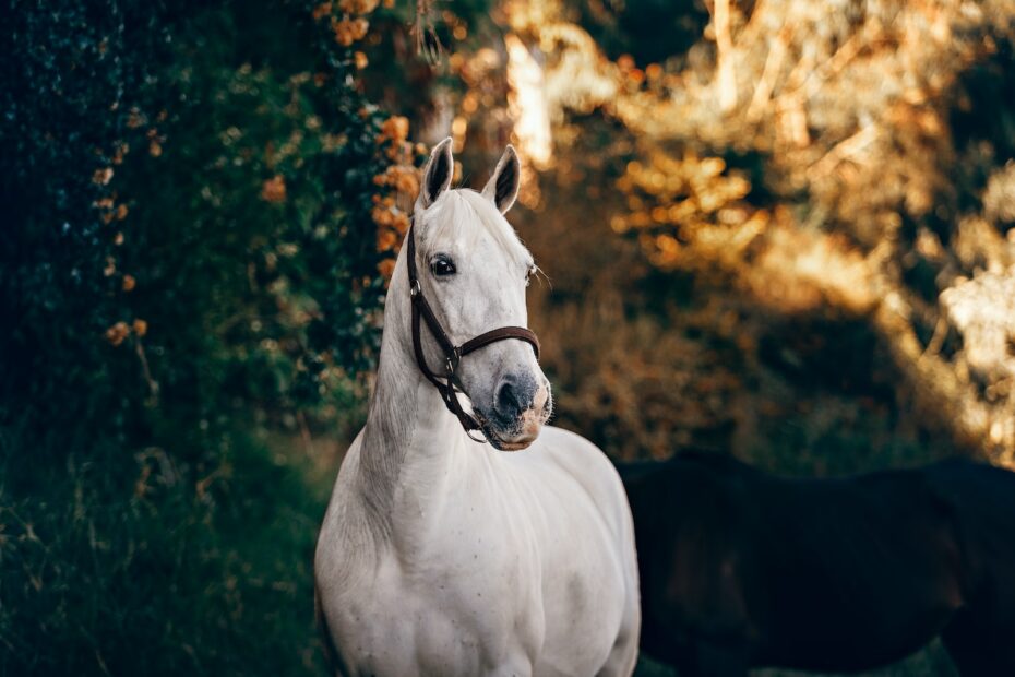 Pferde und Pathologie: Einblicke in häufige Krankheiten für Pferdehalter
