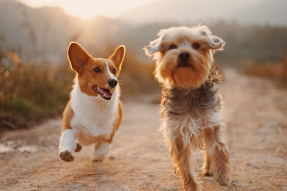 Krebs bei Hunden: Ursachen, Prävention und Schutzmaßnahmen für unsere geliebten Vierbeiner