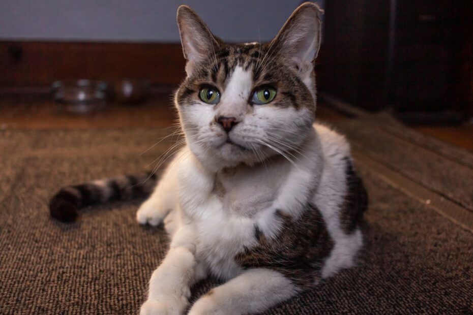 Magen-Darm-Erkrankungen bei Katzen: Diagnose und Behandlung