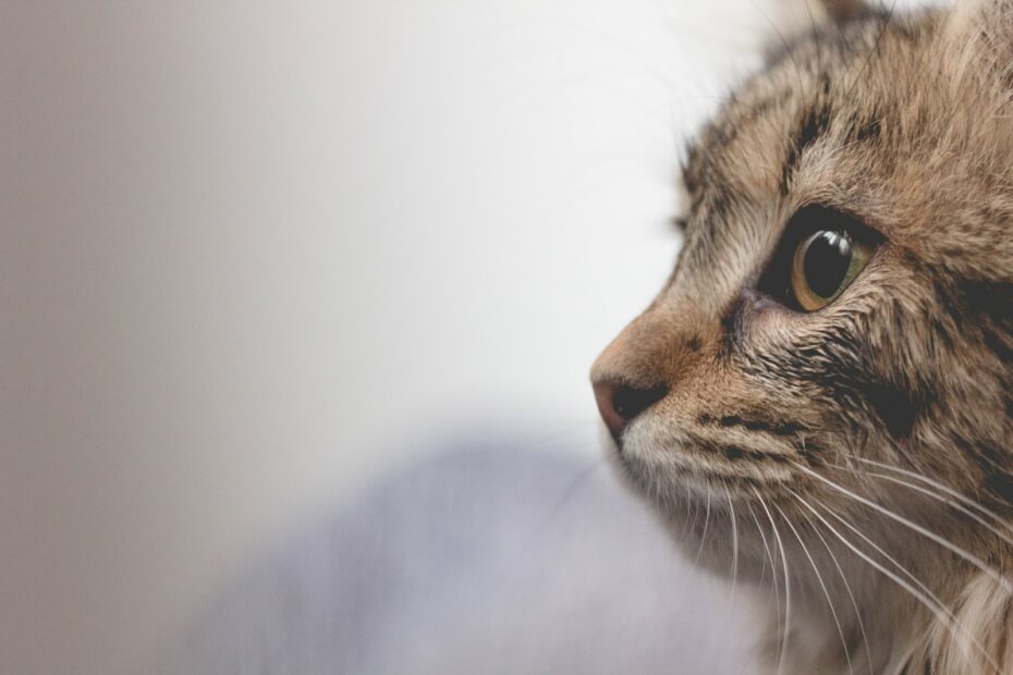 Katzenflüstern: Verstehe die Anzeichen von Häufigen Krankheiten