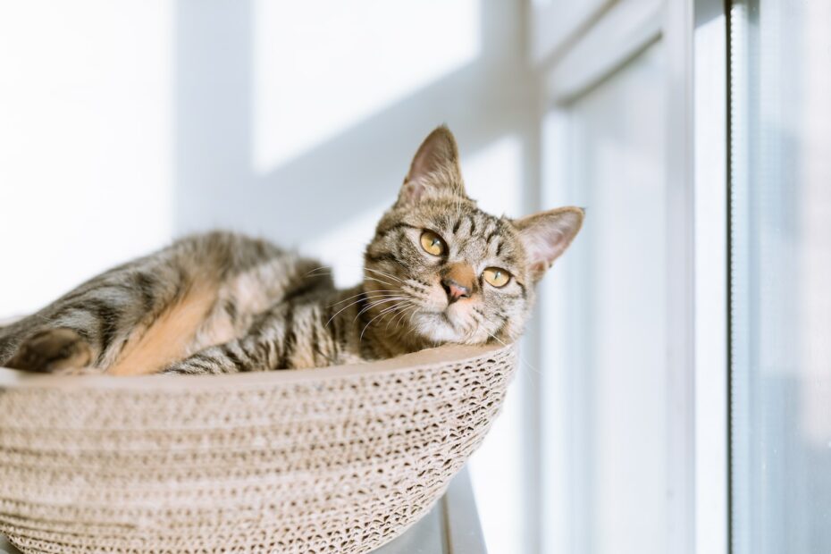 Katzenkrankheiten: Ein Blick auf das Immunsystem - Alles, was Sie wissen müssen