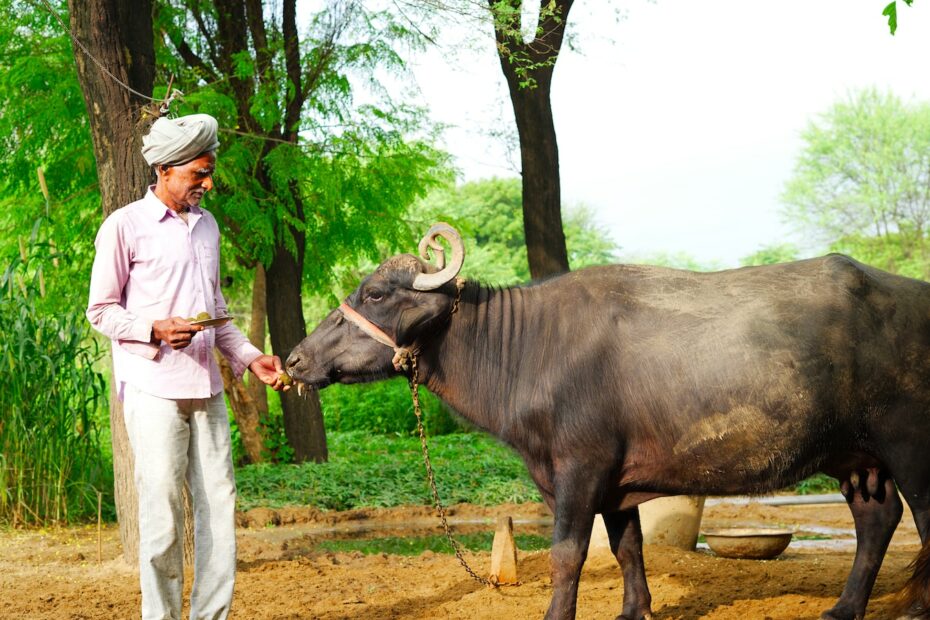 Rindergesundheit: Wichtige Krankheiten zu kennen - Ein umfassender Leitfaden für Tierhalter