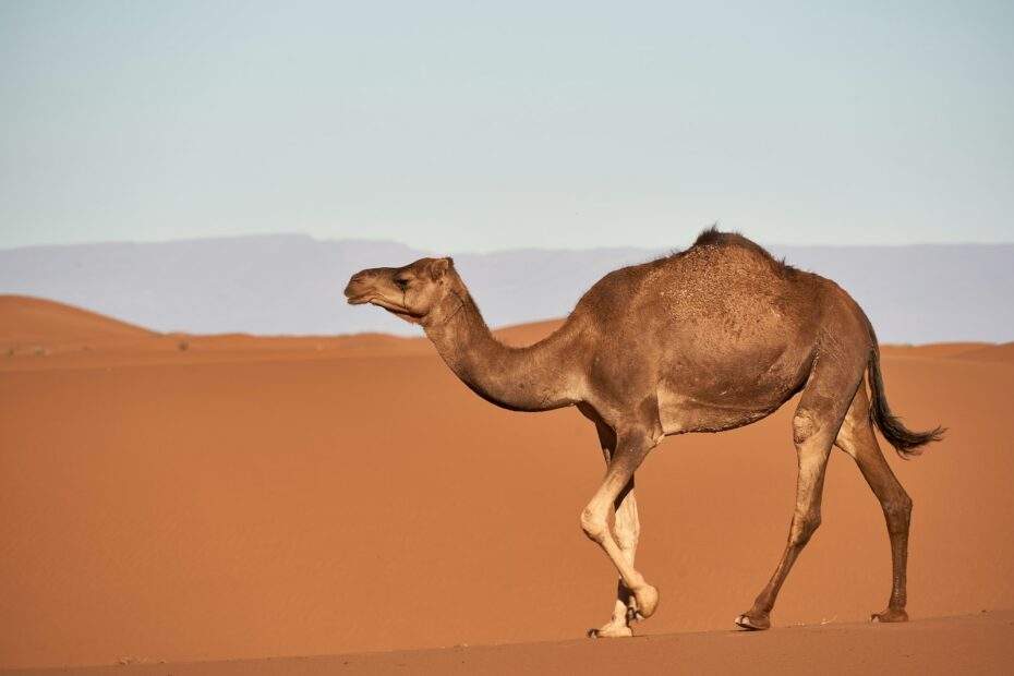 Kranke Kamele: Worauf zu achten ist - Ein umfassender Leitfaden