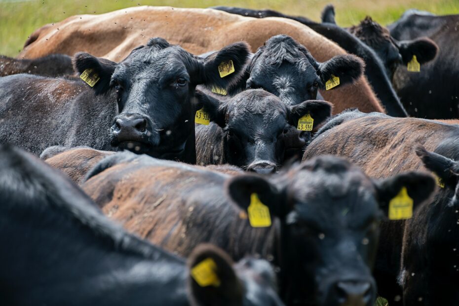 Infektionskrankheiten bei Rindern: Eine tiefe Tauchfahrt in die Welt der Krankheiten