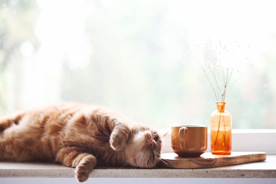Naturheilmittel für Katzenkrankheiten: Natürliche Wege zur Unterstützung der Gesundheit Ihrer Katze